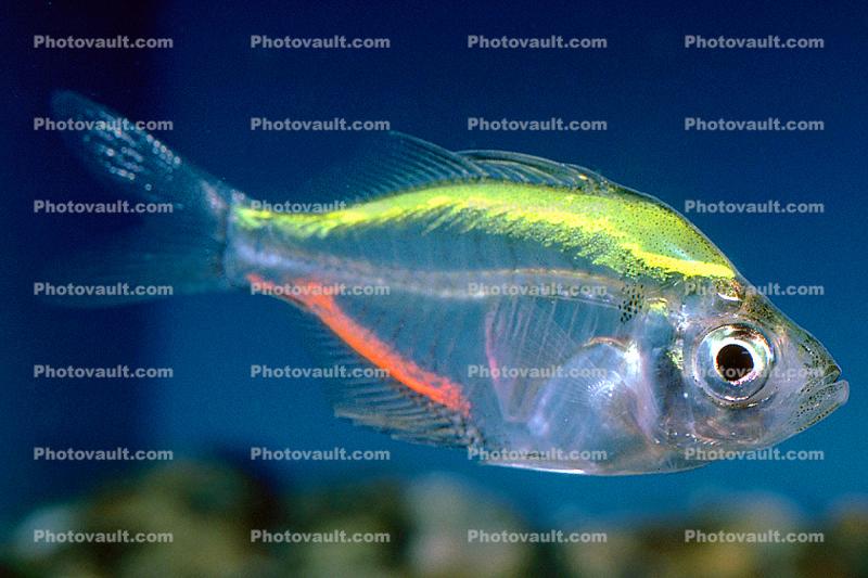 Painted Glassfish, Pearl Tetra, Characin, Characiformes, Characidae