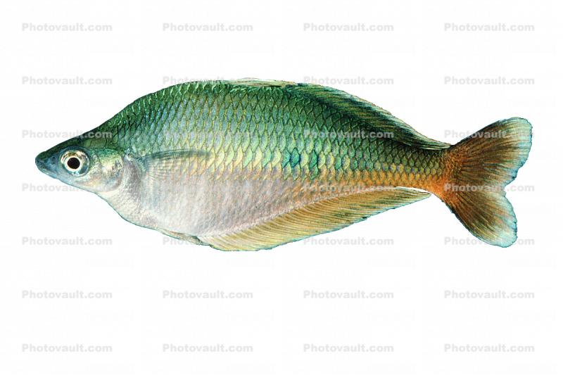 Rainbowfish, photo object, cutout, photo-object, cut-out