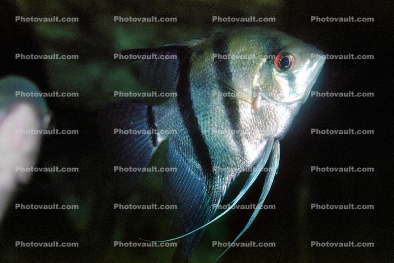 Altum Angelfish, (Pterophyllum altum), Heroini 