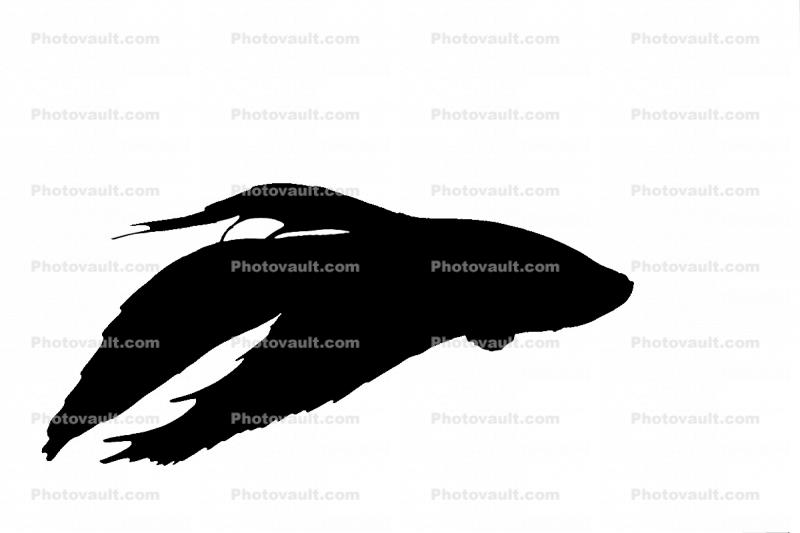 Siamese Fighting Fish Silhouette, logo, shape