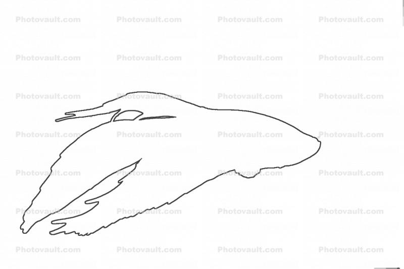 Siamese Fighting Fish outline, line drawing, shape