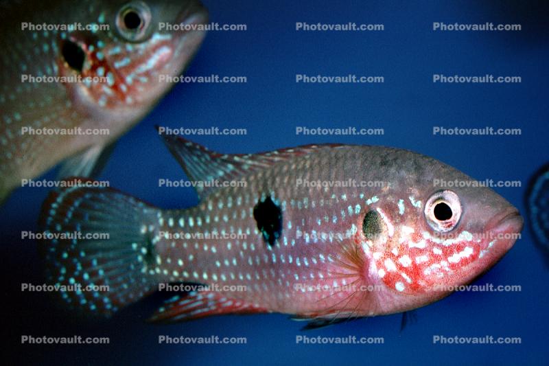African Jewelfish, Jewel Cichlid, (Hemichromis bimaculatus), Perciformes, Hemichromini, Pseudocrenilabrinae, [Cichlidae], Cichlids