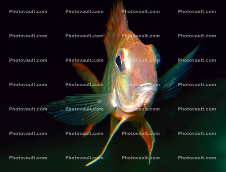 Cichlid [Cichlidae]