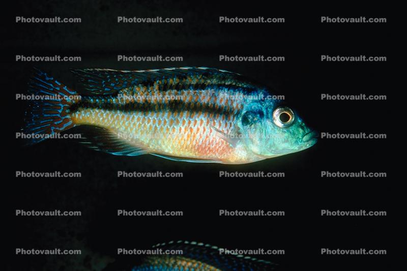 East African Cichlid, [Cichlidae], Lake Malawi