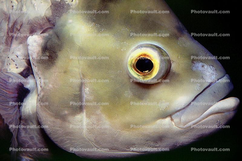 Oscar Cichlid [Cichlidae]