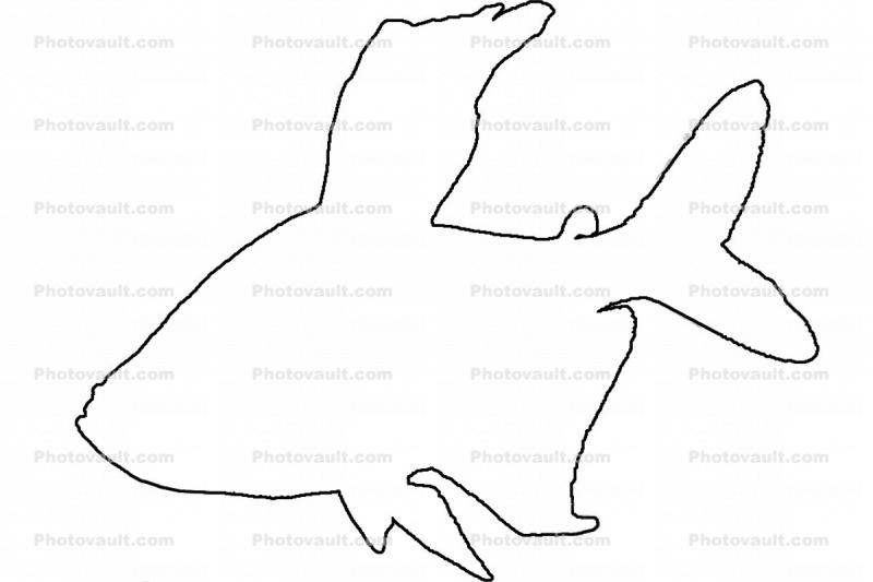 Black Phantom Tetra outline, line drawing, male, Black Phantom Tetra, Charican, Characin, Characiformes, Characidae, shape