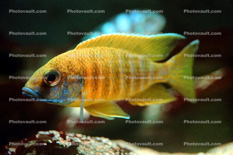 (Labidochromis mbenjii), [Cichlidae], Labroidei, Pseudocrenilabrinae, Perciformes, Lake Malawi Cichlids