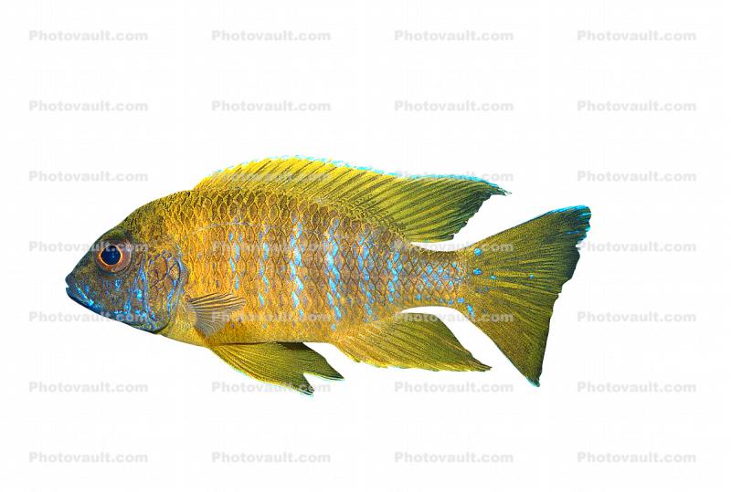 (Labidochromis mbenjii), [Cichlidae], Labroidei, Pseudocrenilabrinae, Perciformes, Lake Malawi Cichlids, photo-object, object, cut-out, cutout