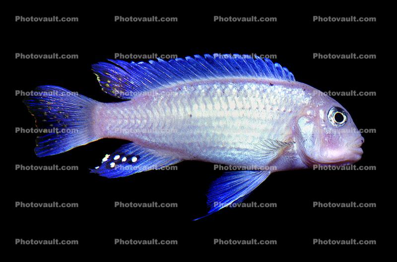 Eduard's Mbuna, (Pseudotropheus socolofi), Cichlid, [Cichlidae], Lake Malawi, Great Rift Valley, Africa, Powder Blue Cichlid
