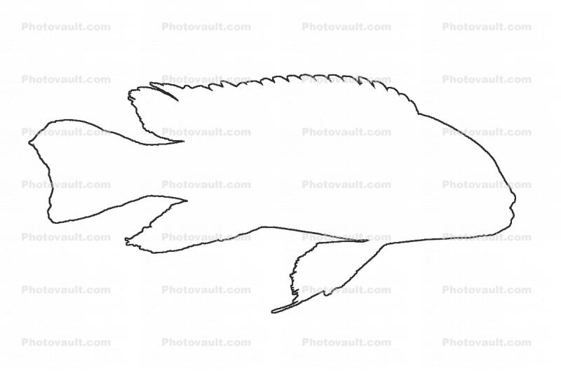 Eduard's Mbuna, Cichlid, [Cichlidae], Lake Malawi, Great Rift Valley, Africa, outline, line drawing, shape