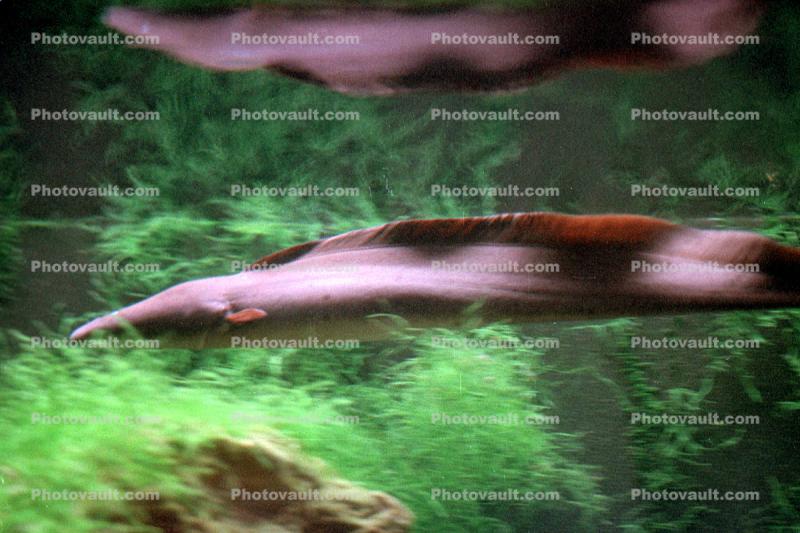 Aba Aba, (Gymnarchus niloticus), Osteoglossiformes, Notopteroidei, Gymnarchidae, Electric Fish