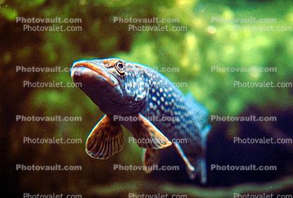 Northern Pike, (Esox lucius), Protacanthopterygii, Esociformes, [Esocidae]