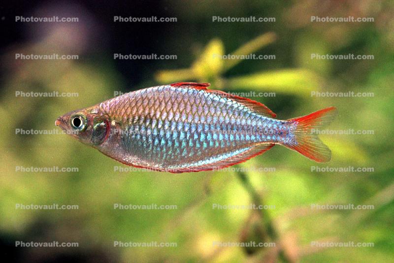 Rainbowfish, Banded Rainbowfish, (Melanotaenia trifasciata)