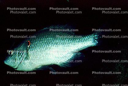Redear Sunfish, [Centrarchidae}, (Lepomis microlophus)