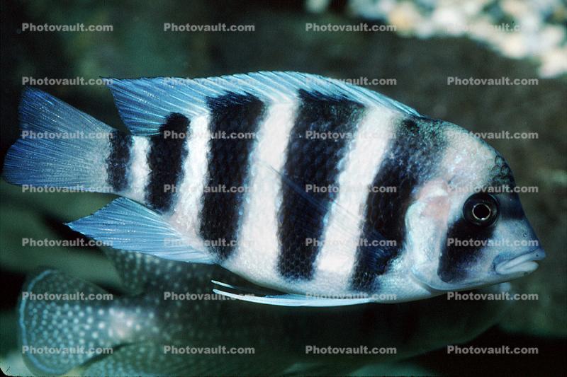 (Cyphotilapia frontosa), Perciformes, Cichlidae, Pseudocrenilabrinae, Cichlid, Lake Tanganyika, east Africa, pelagic fish