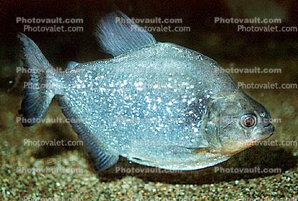Red Bellied Piranha, (Pygocentrus nattereri), Charican, Characidae, Characin, Characiformes
