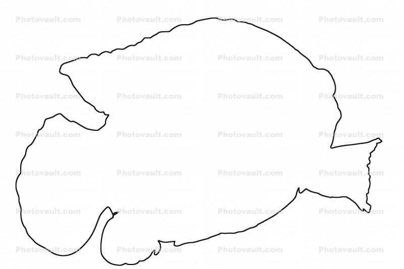 line drawing, African jewelfish, Jewel Cichlid outline, (Hemichromis bimaculatus), Perciformes, [Cichlidae], shape