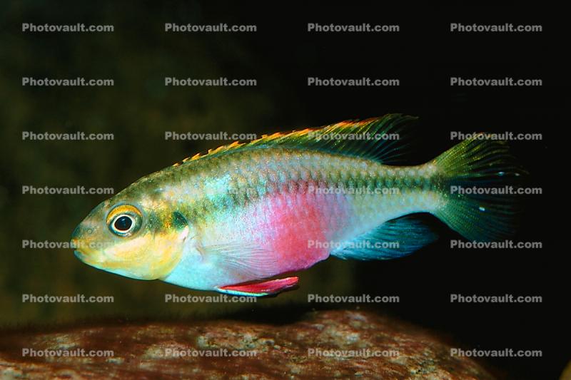 Common Kribensis, (Pelvicachromis pulcher), Perciformes, Cichlidae, Cichlid
