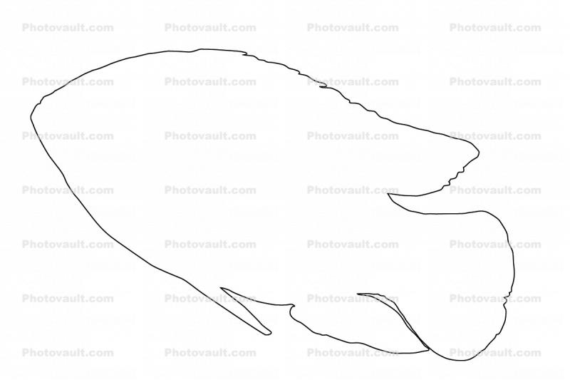 African jewelfish outline, Jewel Cichlid line drawing, shape, (Hemichromis bimaculatus), Perciformes