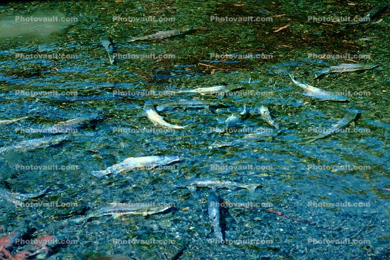 Salmon spawning, Valdez