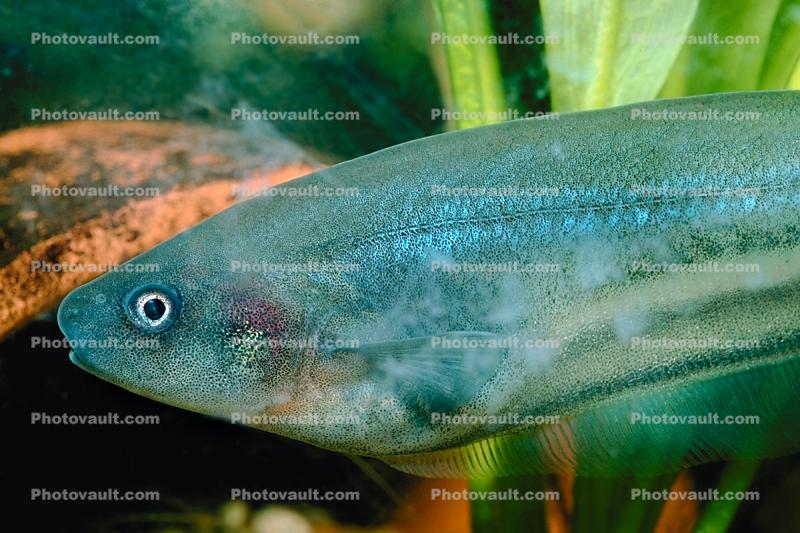 African Knife Fish, Xenomystus nigri, Osteoglossiformes, Notopteridae