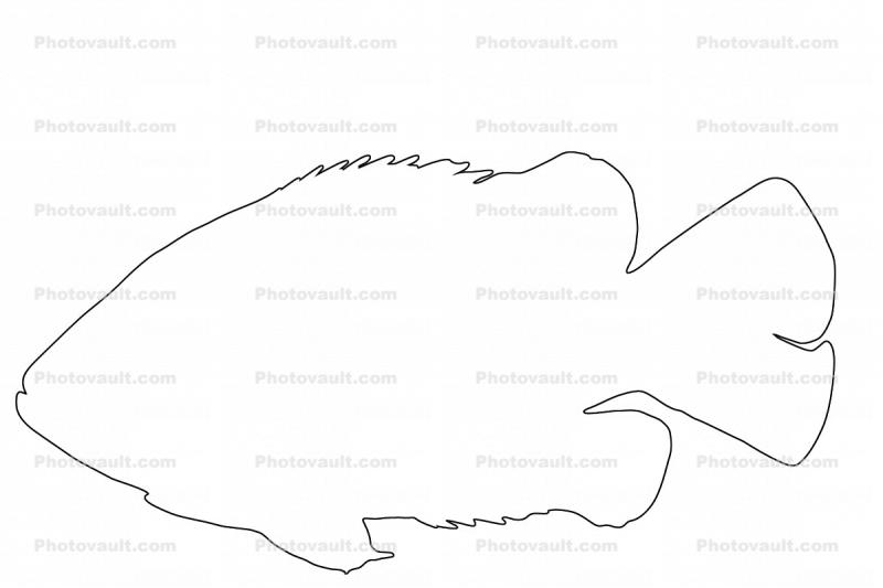 Rock Bass outline, line drawing, shape