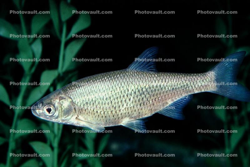 Golden Shiner, (Notemigonus crysoleucas), [Cyprinidae], Minnow Images,  Photography, Stock Pictures, Archives, Fine Art Prints