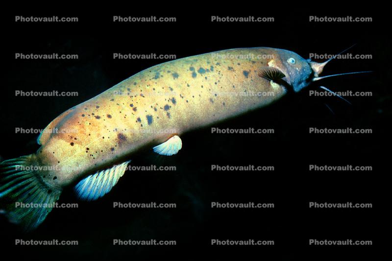 Electric Catfish, (Malapterurus electricus),  Malapteruridaehis