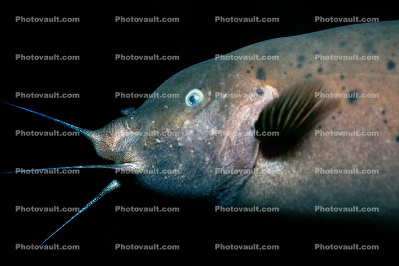 Electric Catfish, (Malapterurus electricus),  Malapteruridaehis