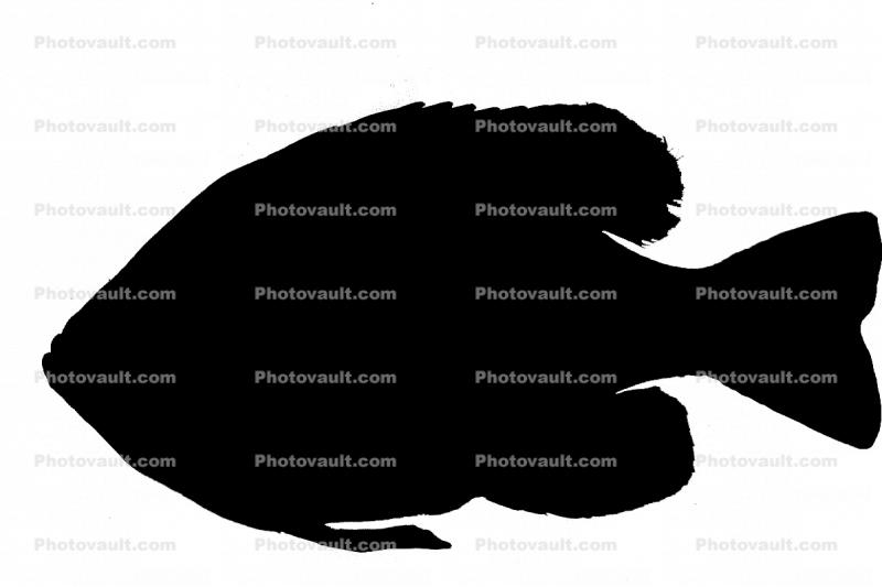 Bluegill Sunfish Silhouette, (Lepomis macrochirus), Perciformes, Centrarchidae, shape, logo