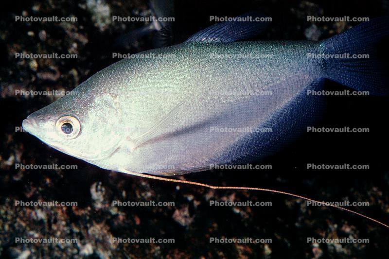 Moonlight Gourami, (Trichopodus microlepis), Perciformes, Osphronemidae, Luciocephalinae, labyrinth fish