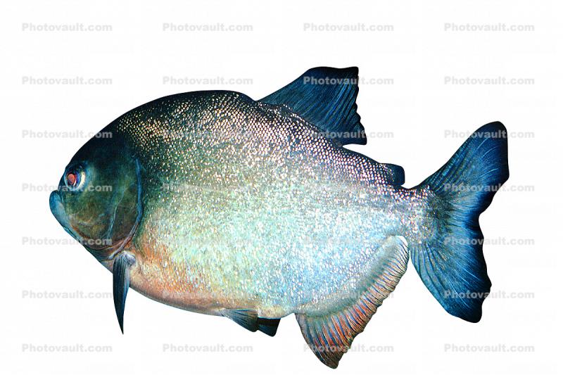 Red Bellied Piranha photo-object, (Pygocentrus nattereri), Charican, Characidae, Characin, Characiformes