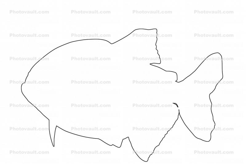 Red Bellied Piranha outline, (Pygocentrus nattereri), Charican, Characidae, Characin, Characiformes, line drawing, shape