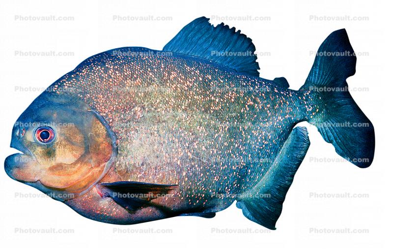 Red Bellied Piranha, (Pygocentrus nattereri), Charican, Characidae, Characin, Characiformes, photo-object, object, cut-out, cutout