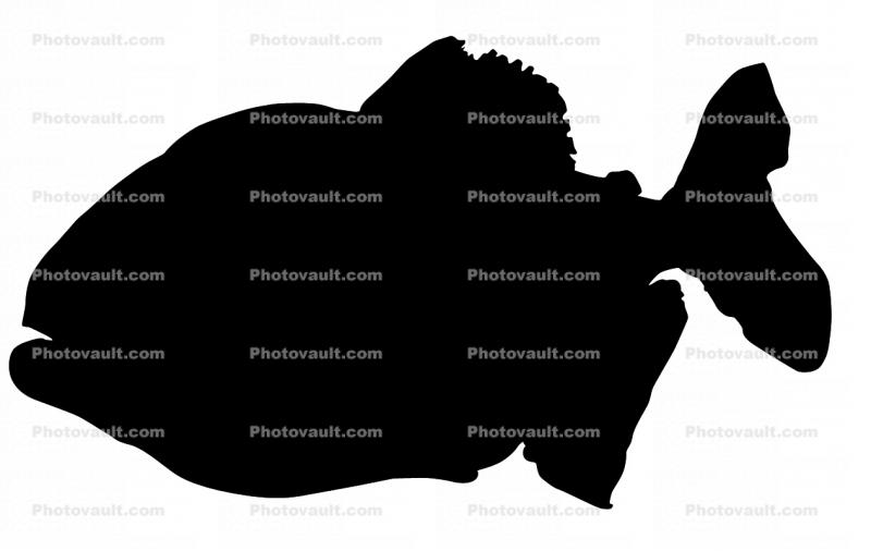 Red Bellied Piranha silhouette, (Pygocentrus nattereri), Charican, Characidae, Characin, Characiformes