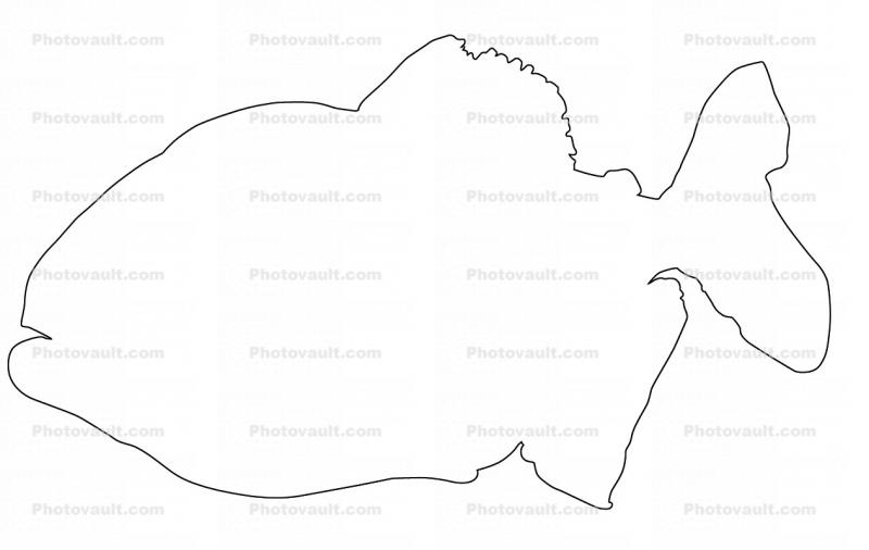 Red Bellied Piranha outline, (Pygocentrus nattereri), Charican, Characidae, Characin, Characiformes, line drawing, shape