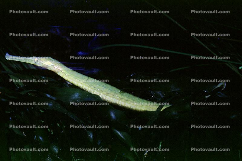 Martens' Pipefish, Doryichthys martensii, [Syngnathids], Syngnathiformes, Syngnathinae