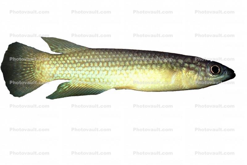 Malagasy Killifish, (Pachypanchax omalonotus), Aplochelidae, Madagascar, photo-object, object, cut-out, cutout