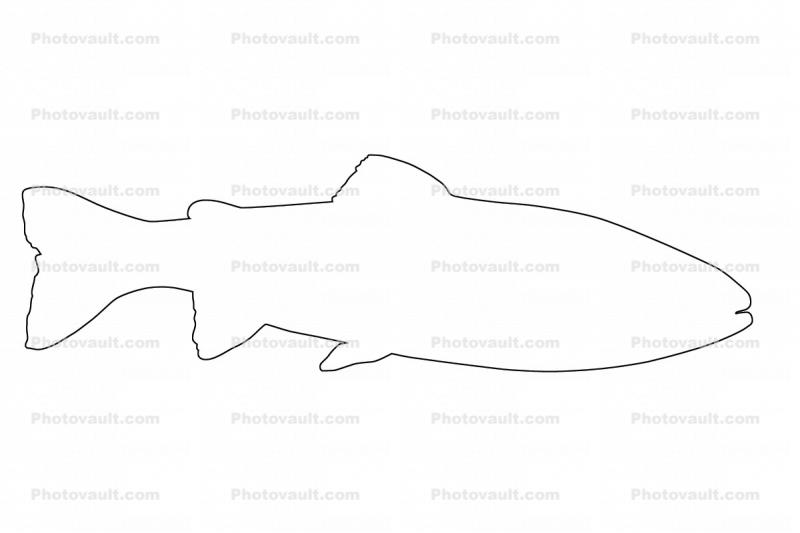 Trout outline, line drawing, shape, Actinopterygii, Photo