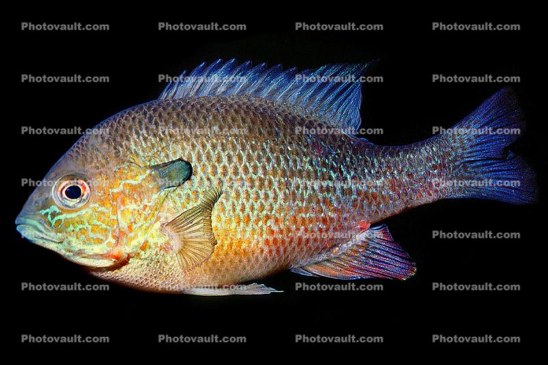 Longear Sunfish, (Lepomis megalotis), [Centrarchidae], Perciformes
