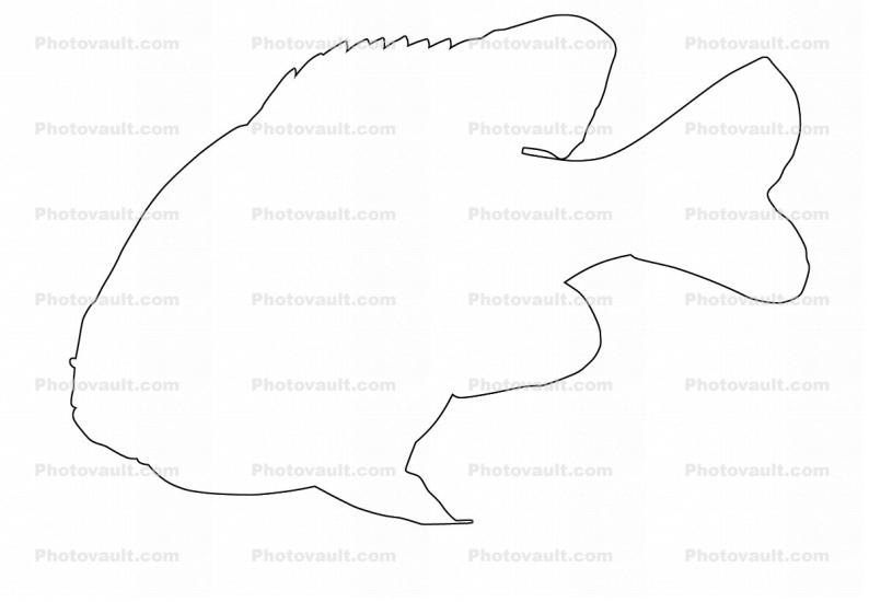 Longear Sunfish outline, (Lepomis megalotis), [Centrarchidae], Perciformes, line drawing, shape