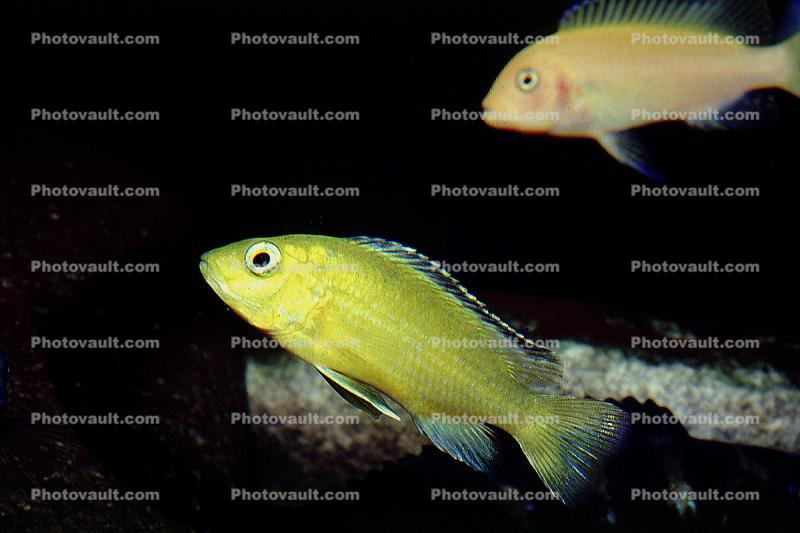Albino Yellow Lab Cichlid, [Cichlidae]