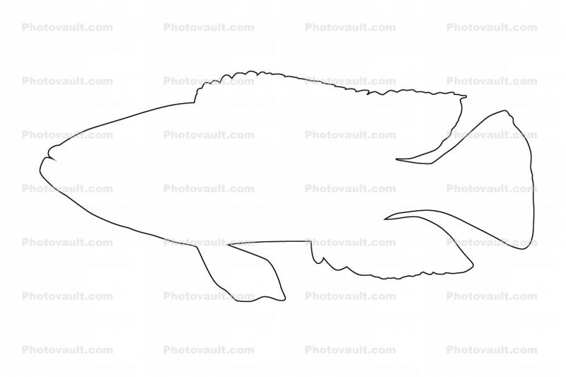 Eye-Biter outline, (Dimidiochromis compressiceps), [Cichlidae], Cichlid, Eyebiter, Perciformes, Lake Malawi, line drawing, shape