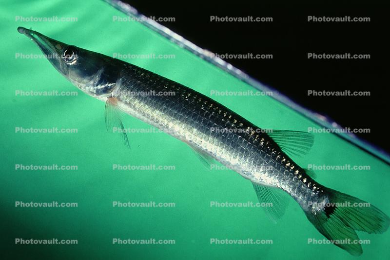 Pike Characin, Freshwater Barracuda, (Ctenolucius hujeta), Characiformes, Erythrinoidea, Ctenoluciidae