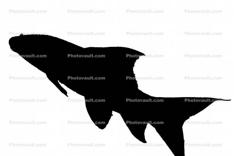Variegated Labeo silhouette, (Labeo cyclorhynchus), Cyprinid, Animalia, Chordata, Actinopterygii, Cypriniformes, Cyprinidae, shape, logo