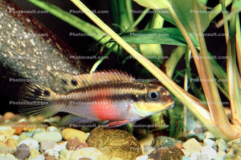 Striped Dwarf Cichlid, (Pelvicachromis taeniatus), Perciformes, Cichlidae, Pseudocrenilabrinae, Chromidotilapiini