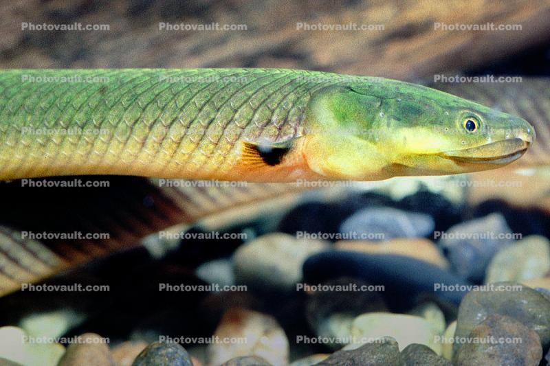 Rope Fish, (Erpetoichthys calabaricus), Polypteriformes, Polypteridae, Bichir, Reedfish, Ropefish, or Snakefish, Rope Eels