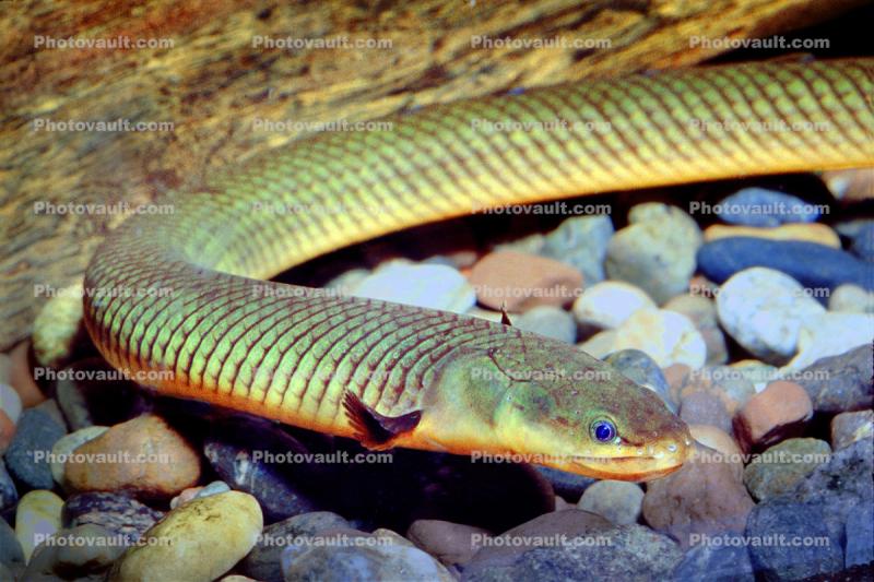Rope Fish, (Erpetoichthys calabaricus), Polypteriformes, Polypteridae, Bichir, Reedfish, Ropefish, Snakefish, Rope Eels