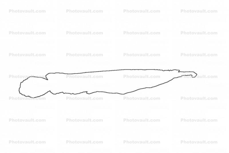 Wrestling Half Beak outline, Dermogenys pusilla, [pusillus], Beloniformes, Hemiramphidae, line drawing, shape