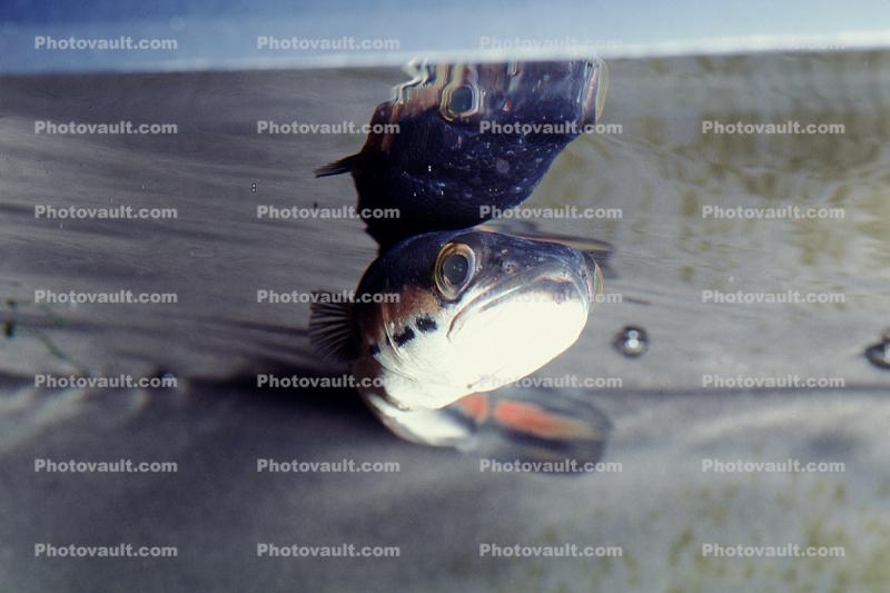 Giant Snakehead, (Channa micropeltes), [Channidae], Perciformes